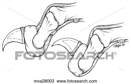 Drawing - Nail retraction, feline. Fotosearch