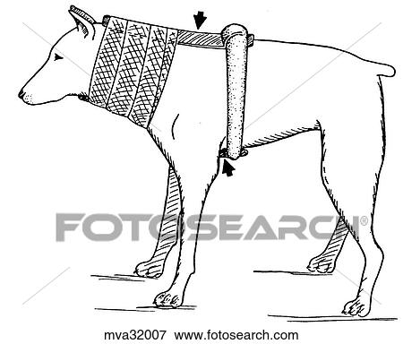 Stock Illustration - Neck brace, canine. Fotosearch
