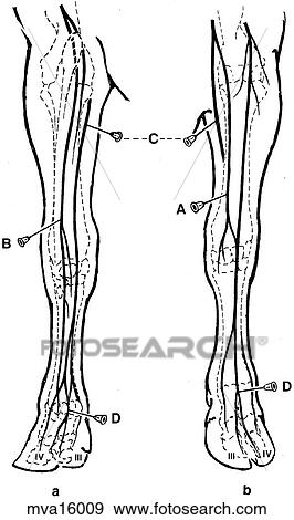 Nerve block of foreleg, bovine View Large Illustration Stock Illustration - Nerve block of foreleg, bovine. Fotosearch