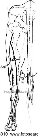 Clipart - Nerve block of hind leg, bovine. Fotosearch