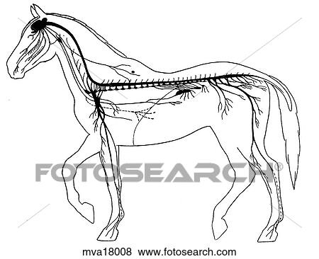 Stock Illustration - Nervous system, equine. Fotosearch