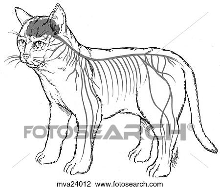 Nervous system, feline View Large Illustration Drawing - Nervous system, feline. Fotosearch