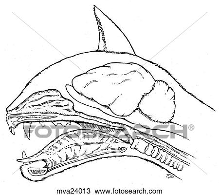 Oral cavity and brain, feline View Large Illustration Drawing - Oral cavity and brain, feline. Fotosearch
