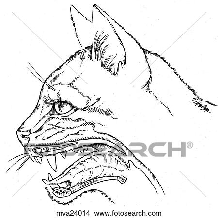 Oral cavity, feline View Large Illustration Stock Illustration - Oral cavity, feline. Fotosearch