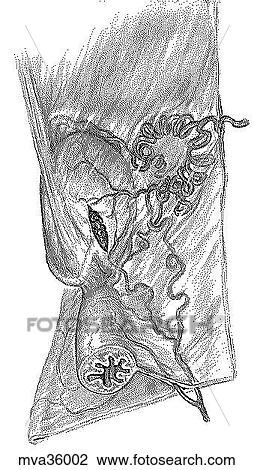 Drawing - Ovarian artery, right, canine. Fotosearch