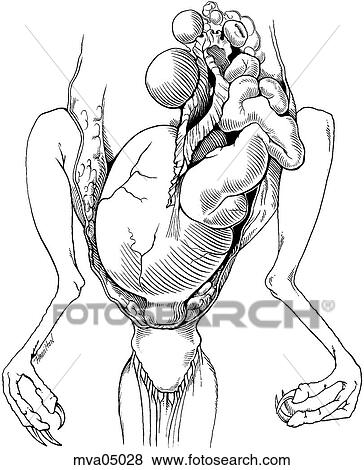 Stock Illustration - Ovary and oviduct, bird. Fotosearch