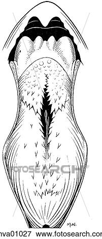 Palate, bird View Large Illustration Stock Illustration - Palate, bird. Fotosearch