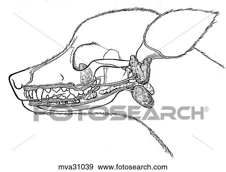 Parotid そして Mandibular 唾液 腺 イラスト Mva Fotosearch