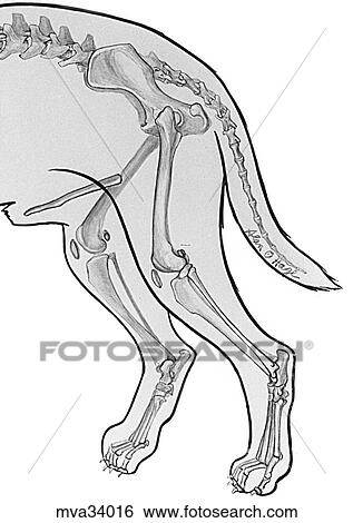 Pelvic limb, skeleton, canine View Large Illustration Stock Illustration - Pelvic limb, skeleton, canine. Fotosearch