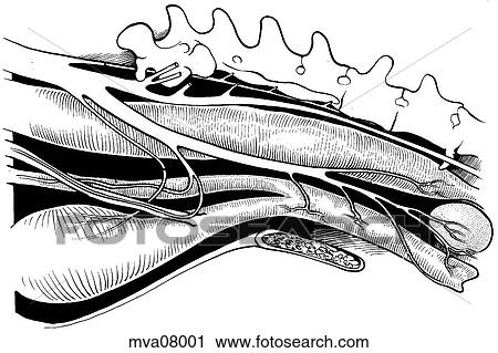 Pelvic viscera, female ferret View Large Illustration Clip Art - Pelvic viscera, female ferret. Fotosearch