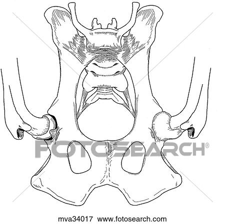 Stock Illustration - Pelvis (coxofemoral joint), canine. Fotosearch