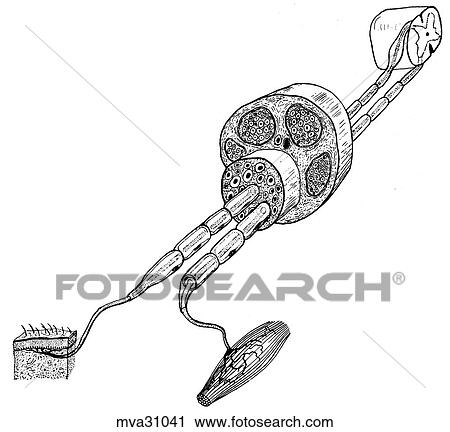 Clip Art - Peripheral nerve, canine. Fotosearch