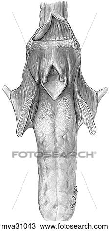 Pharyngeal region, canine View Large Illustration Drawing - Pharyngeal region, canine. Fotosearch