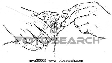 Pill giving, feline View Large Illustration Stock Illustration - Pill giving, feline. Fotosearch