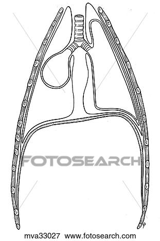 Pleurae and pleural cavities, canine View Large Illustration Stock Illustration - Pleurae and pleural cavities, canine. Fotosearch