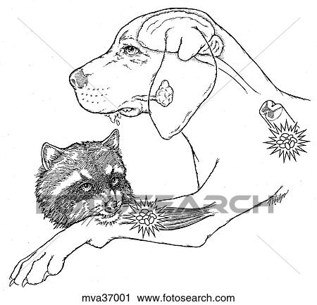 Rabies cycle, canine View Large Illustration Clip Art - Rabies cycle, canine. Fotosearch