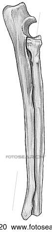 Radius and ulna, canine View Large Illustration Clipart - Radius and ulna, canine. Fotosearch
