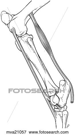 Stock Illustration - Reciprocal apparatus, equine. Fotosearch