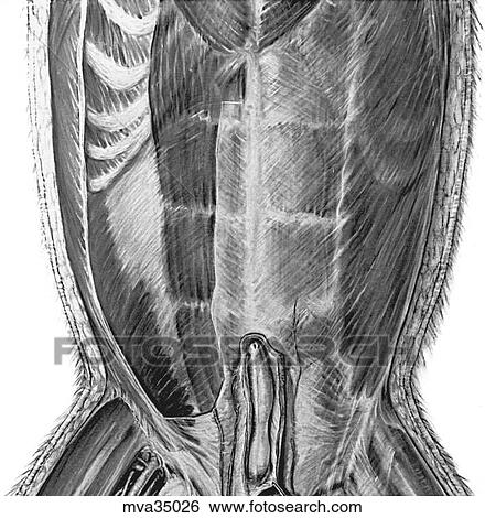 Rectus abdominus muscle, canine View Large Illustration Stock Illustration - Rectus abdominus muscle, canine. Fotosearch