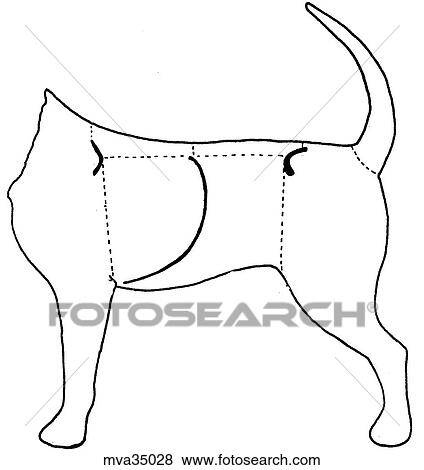 Regions of the abdomen, canine View Large Illustration Stock Illustration - Regions of the abdomen, canine. Fotosearch