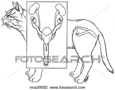Drawing - Reproductive organs, female, feline. Fotosearch