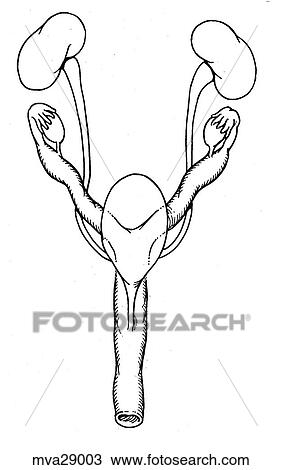 Drawing - Reproductive organs, female, feline. Fotosearch