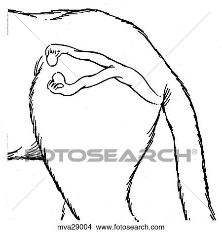 Stock Illustration - Reproductive organs, female, feline. Fotosearch