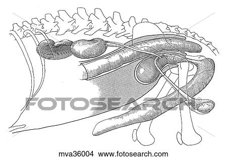 Stock Illustration - Reproductive organs in situ, male, canine. Fotosearch