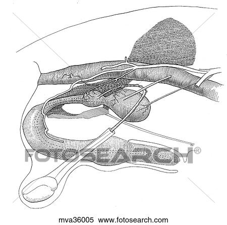 Reproductive organs in situ, male, canine View Large Illustration Stock Illustration - Reproductive organs in situ, male, canine. Fotosearch