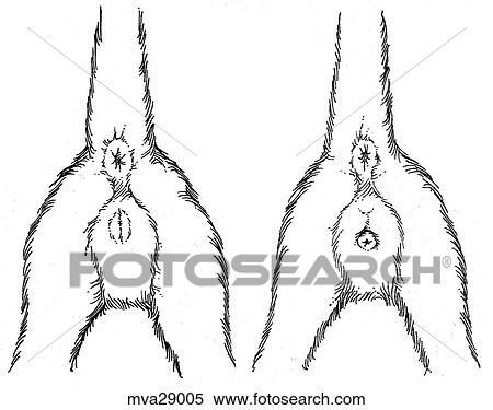 Stock Illustration - Reproductive organs, kitten. Fotosearch