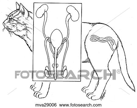 Stock Illustration - Reproductive organs, male, feline. Fotosearch