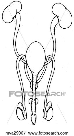Stock Illustration - Reproductive organs, male, feline. Fotosearch