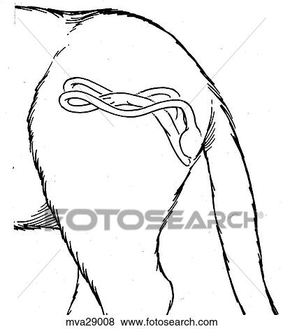 Stock Illustration - Reproductive organs, male, feline. Fotosearch