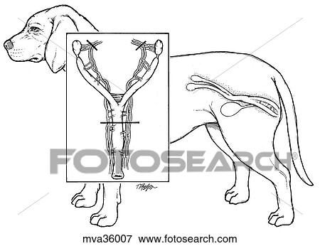 Stock Illustration - Reproductive organs with spaying, female. Fotosearch