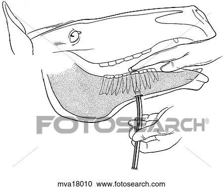 Repulsion of cheek teeth, equine View Large Illustration Clipart - Repulsion of cheek teeth, equine. Fotosearch