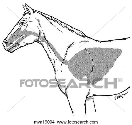 Stock Illustration - Respiratory system, equine. Fotosearch