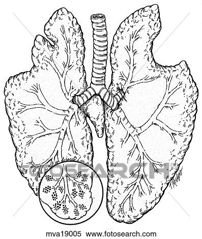 Stock Illustration - Respiratory system, lung, equine. Fotosearch