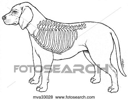 Ribcage, canine View Large Illustration Stock Illustration - Ribcage, canine. Fotosearch