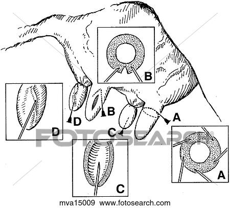 Ring block, bovine View Large Illustration Stock Illustration - Ring block, bovine. Fotosearch