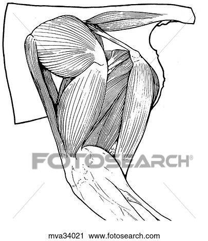 Clip Art - Sacrotuberous ligament, canine. Fotosearch