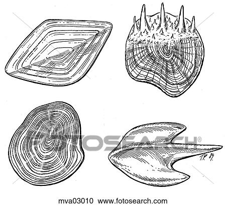 Scale types, fish View Large Illustration Clipart - Scale types, fish. Fotosearch