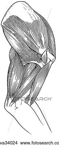 Stock Illustration - Shoulder and brachium, intrinsic muscles. Fotosearch
