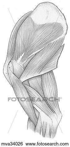 Shoulder and brachium, muscles, canine View Large Illustration Stock Illustration - Shoulder and brachium, muscles, canine. Fotosearch