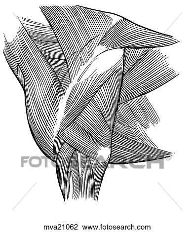 Drawing - Shoulder joint, approach, equine. Fotosearch