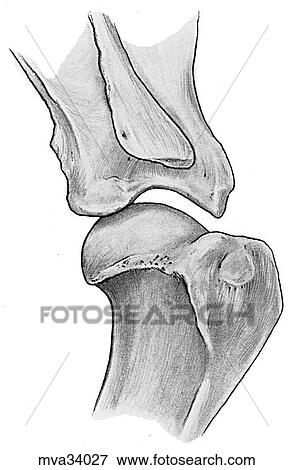 Shoulder joint, bony structure, canine View Large Illustration Stock Illustration - Shoulder joint, bony structure, canine. Fotosearch