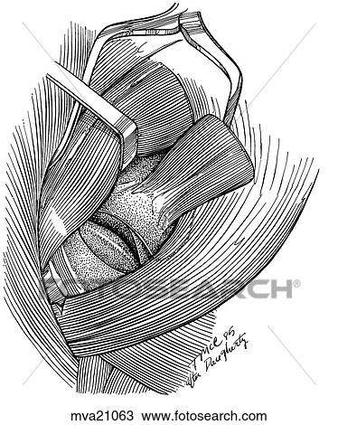 Shoulder joint, equine View Large Illustration Drawing - Shoulder joint, equine. Fotosearch