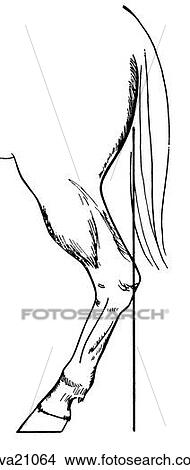 Stock Illustration - Sickle hocks, equine. Fotosearch