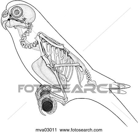 Skeleton, bird View Large Illustration Clip Art - Skeleton, bird. Fotosearch