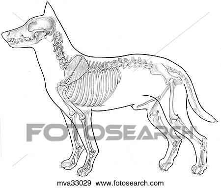 Skeleton, canine View Large Illustration Stock Illustration - Skeleton, canine. Fotosearch