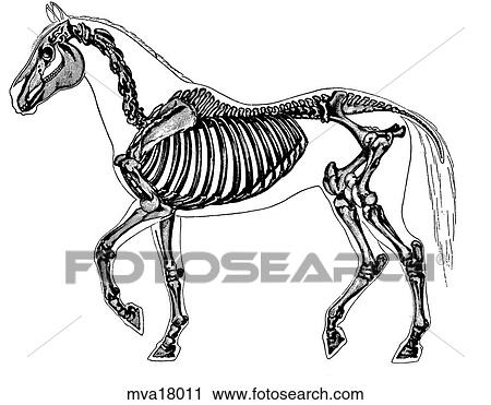 Clip Art - Skeleton, equine. Fotosearch